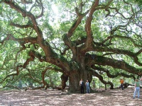 Angel Oak, Johns Island © Lil Rose